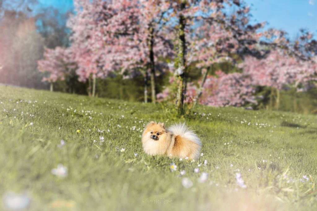 Oh My Poms Unica nymeria