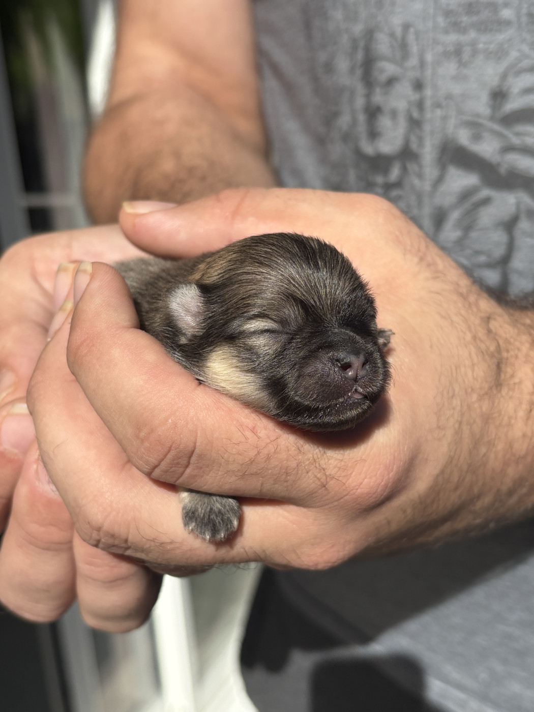 Des Lys D'Or Et D'Argent - Chiots disponibles - Spitz allemand