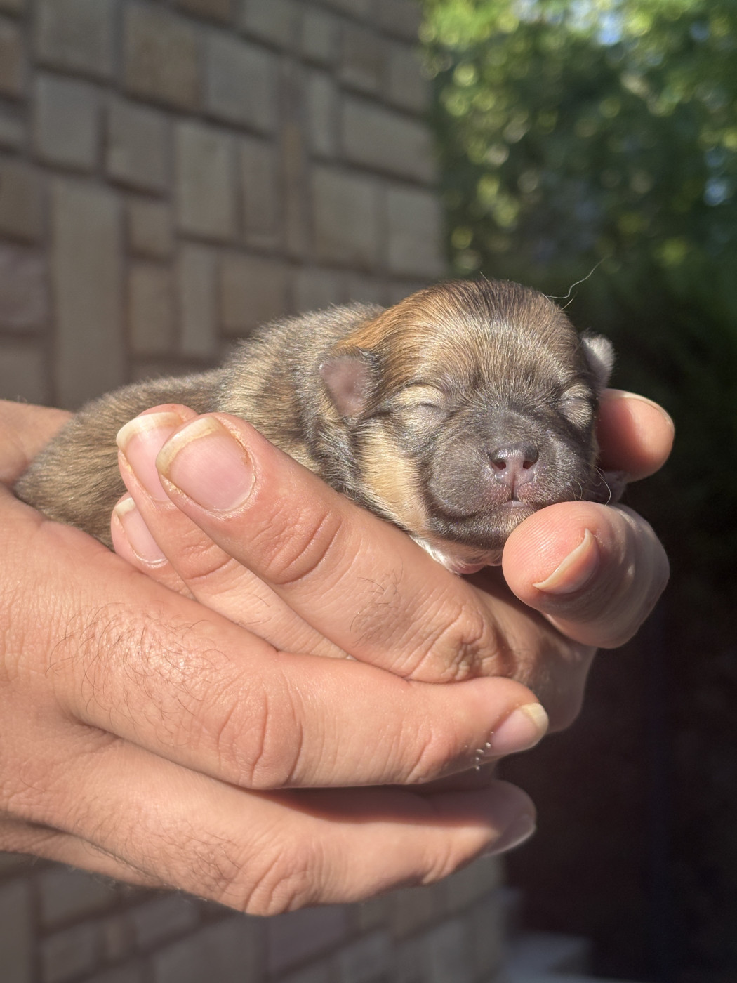 Des Lys D'Or Et D'Argent - Chiots disponibles - Spitz allemand