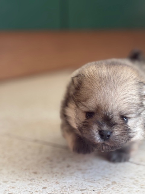 Des Lys D'Or Et D'Argent - Chiots disponibles - Spitz allemand