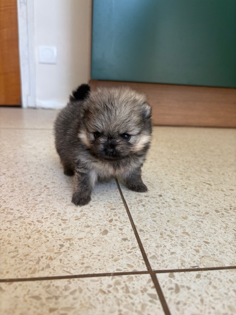 Des Lys D'Or Et D'Argent - Chiots disponibles - Spitz allemand