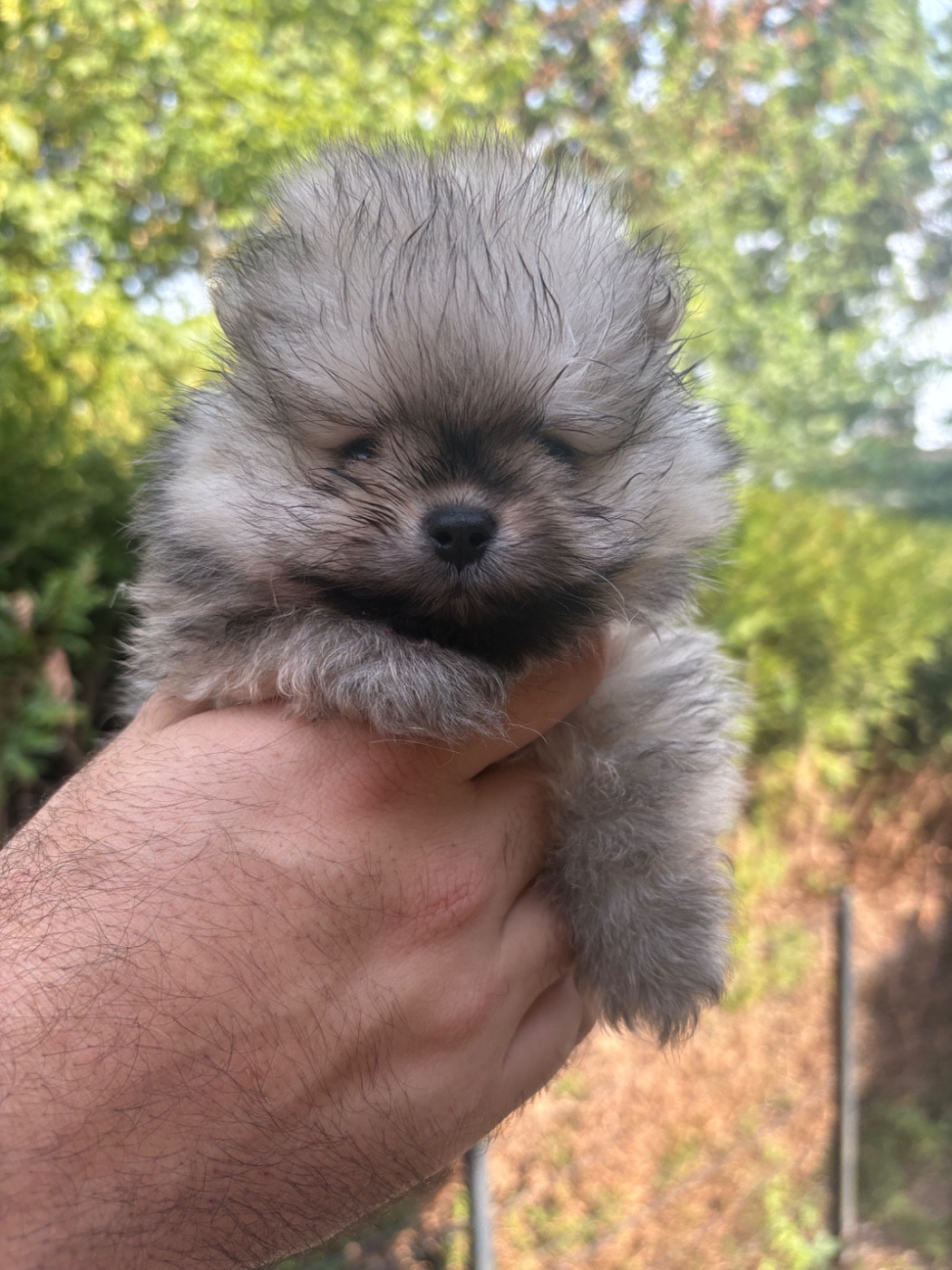 Des Lys D'Or Et D'Argent - Chiots disponibles - Spitz allemand