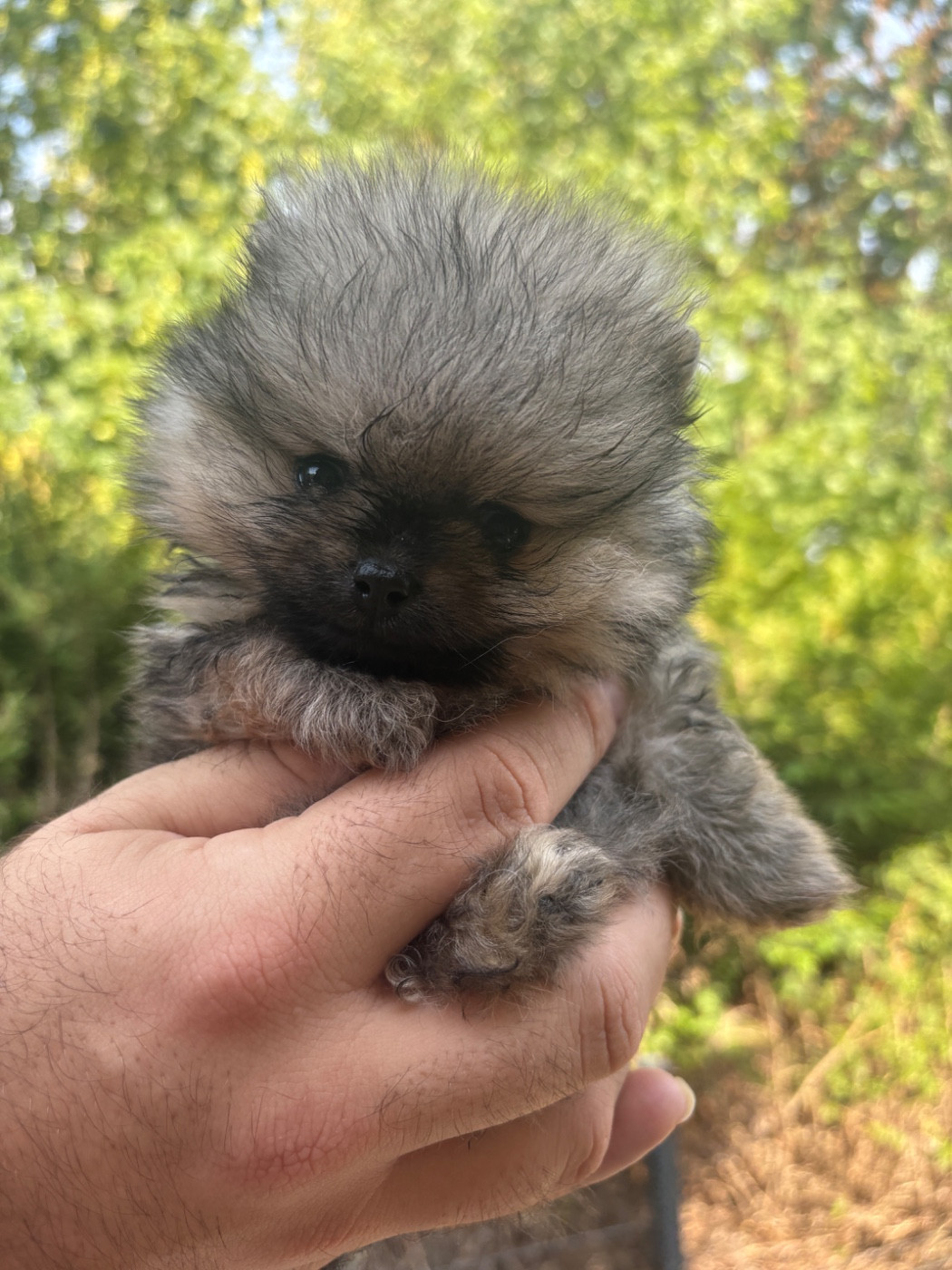 Des Lys D'Or Et D'Argent - Chiots disponibles - Spitz allemand