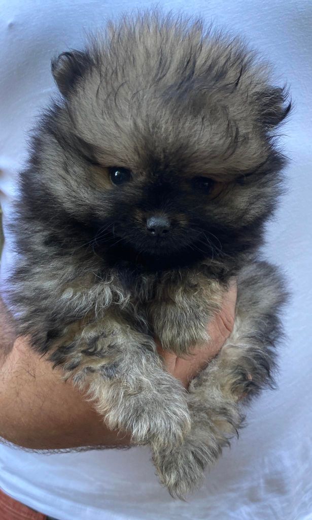 Des Lys D'Or Et D'Argent - Chiots disponibles - Spitz allemand