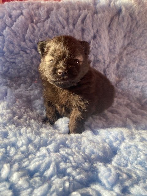 Des Lys D'Or Et D'Argent - Chiots disponibles - Spitz allemand